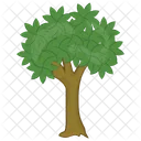 Bitternut Hickory Slender Icon