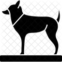 Animal Dog Foot Icon