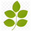 Hickory Leaves Leafy Twig Leaves Icon