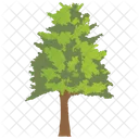 Hickory Locust Thorny Icon