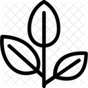 Scrub Hickory  Icon