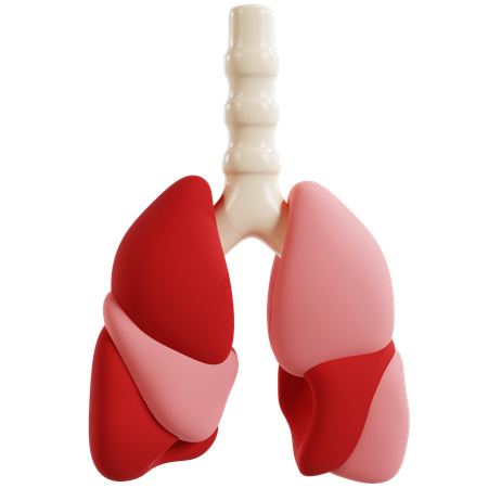 Detailed Human Lung Anatomy  3D Icon