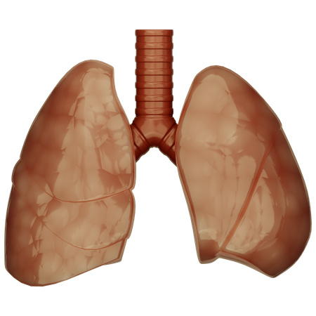 Lungs  3D Icon