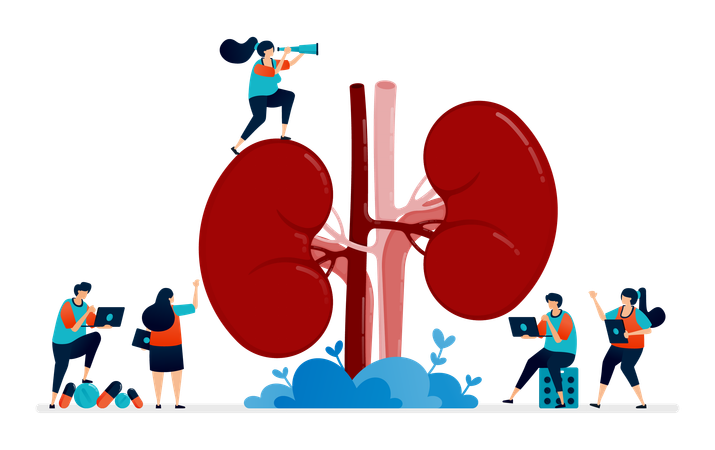 Anatomy Of Kidney For Medical  Illustration