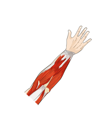 ARM  Illustration