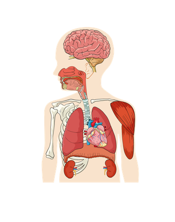 BODY  Illustration