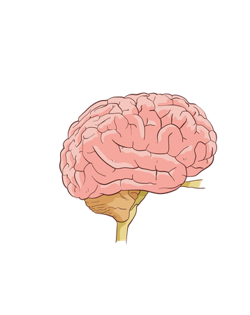 Brain  Illustration