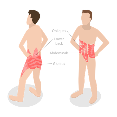 Core Muscle Anatomy and Labeled Educational Scheme  Illustration