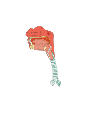 DIGESTIVE SYSTEM  Illustration