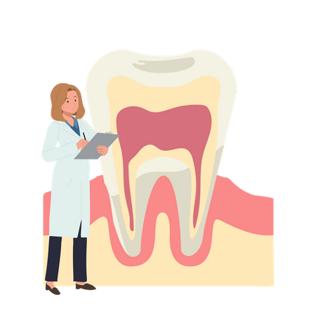 Female Dentist with big anatomy of tooth  Illustration