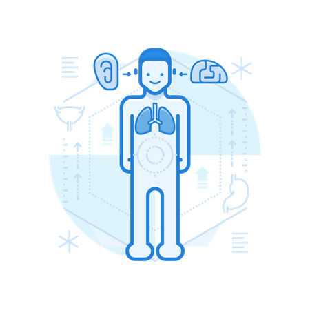 Human Anatomy  Illustration