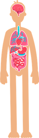 Human body anatomy  Illustration