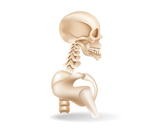 Human bone  Illustration
