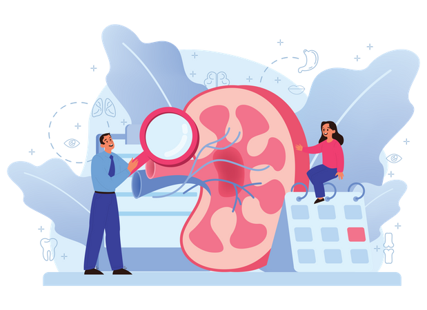 Human Kidney Anatomy  Illustration