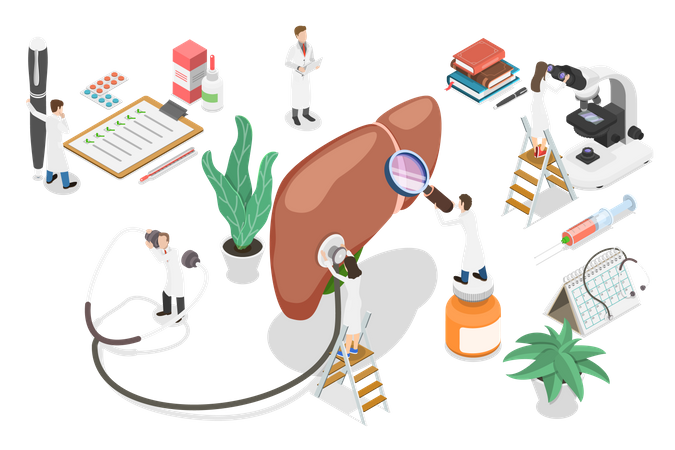 Liver diagnosis and treatment  Illustration