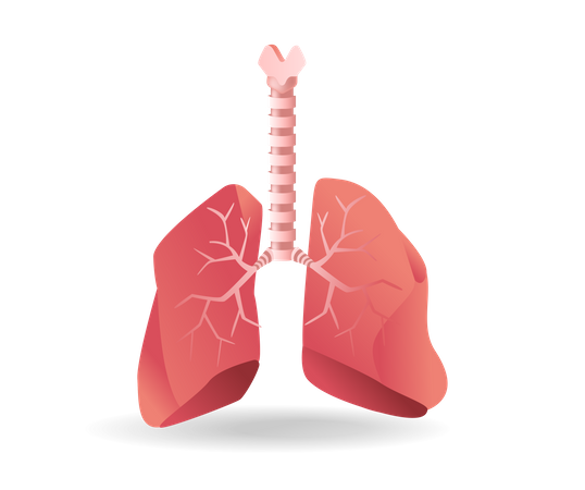 Lungs  Illustration