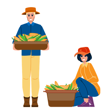 Male and female farmer harvesting corn  Illustration
