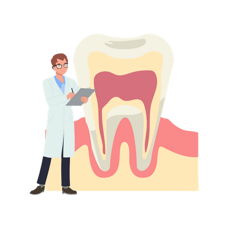 Male Dentist with big anatomy of tooth  Illustration