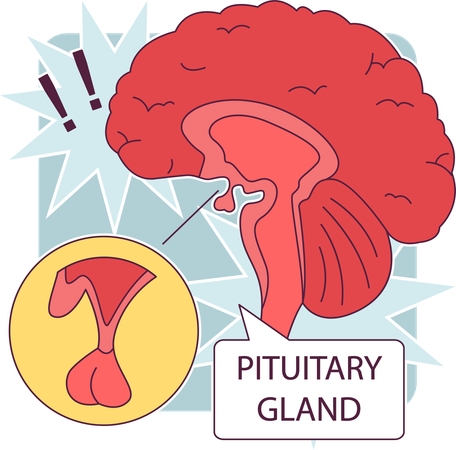 Pituitary gland anatomy  Illustration