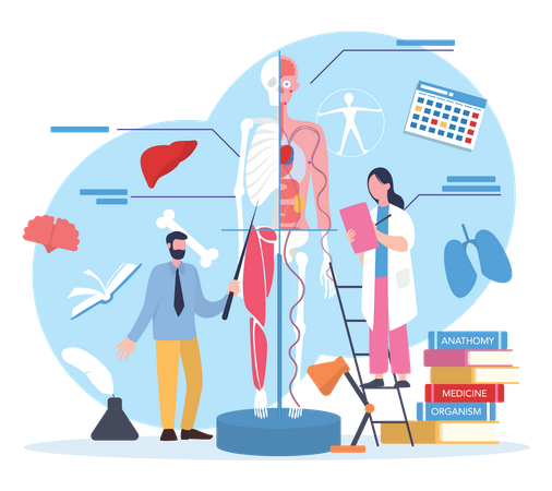 Scientist studying human body anatomy  Illustration