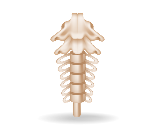 Spinal anatomy cutout  Illustration